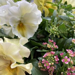 寄植え,ハンギング,小さな庭,玄関アプローチ,庭の画像