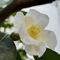 ツバキ,侘助,ツバキ 白侘助,今日の１枚,ほんとうの空のある福島の画像