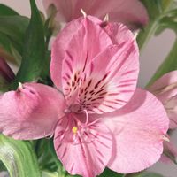 アルストロメリア,花のある暮らし,ピンク❤︎ピンク,おうち園芸の画像
