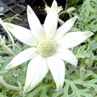 フランネルフラワー,オーストラリア,セリ科,さんぽの画像