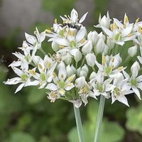 ニラ,花壇,ガーデニング,山野草,野菜の花の画像