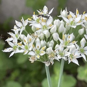 ニラ,花壇,ガーデニング,山野草,野菜の花の画像