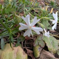 シバザクラ,芝桜,季節外れ,畑の画像
