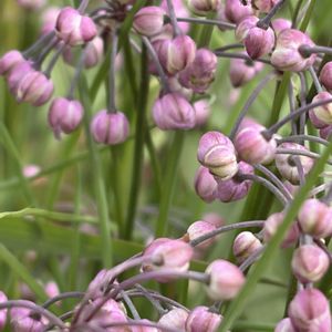 ラッキョウ,花壇,ガーデニング,山野草,野菜の花の画像