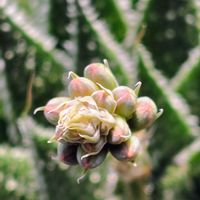 ハナアロエ,花のある暮らし,今日のお花,窓辺の画像