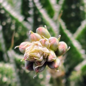 ハナアロエ,花のある暮らし,今日のお花,窓辺の画像