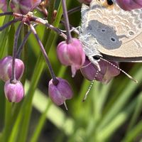 ラッキョウ,花壇,ガーデニング,山野草,野菜の花の画像
