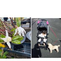 セッコク,セッコク,石斛(セッコク),花のある暮らし,お楽しみ❀.(*´▽`*)❀.の画像