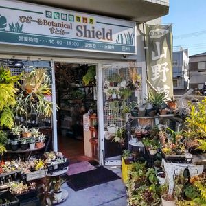 多肉植物,ウラボシ科,ビカクシダ属,食中植物,塊根の画像