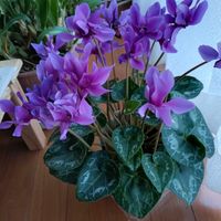 シクラメンの画像