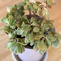 カランコエ,岩手県の画像