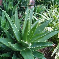 アロエ 不夜城,アロエ 不夜城,ガーデニング,山野草,手作り庭の画像