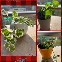 ハートカズラ,ハートカズラ,斑入りポトス,斑入りポトス,シュガーパインの画像