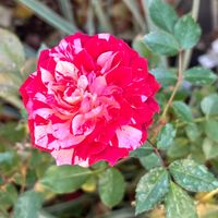 ミニバラ,ミニバラ,癒し,花のある暮らし,iPhone撮影の画像