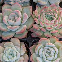 エケベリア,多肉植物の画像