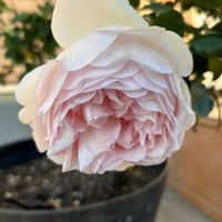 ガーデニング,庭を作ろう,海辺のガーデニングの画像