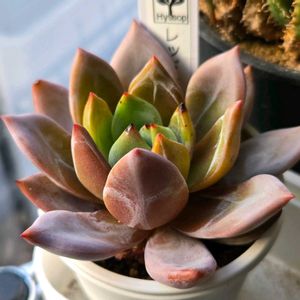 エケベリア,レッドシャーロット,多肉植物,エケベリア属,多肉多肉多肉の画像