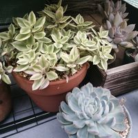 ベビーサンローズ,ホワイトパール,ガーデニング,多肉棚,多肉植物とサボテンの画像