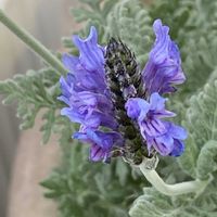 レースラベンダー,レースラベンダー,レースラベンダー,レースラベンダー,iphone11の画像