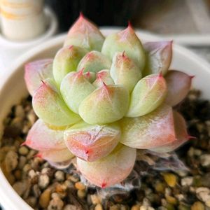 エケベリア,cuties,多肉植物,エケベリア属,多肉多肉多肉の画像