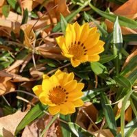 ガザニア,ガザニア,散歩の写真の画像