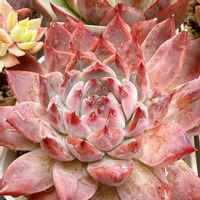 エケベリア,多肉植物,cocotto77_キャラリアン成長記録,cocotto77_ロサン成長記録,cocotto77_セゴビア成長記録の画像