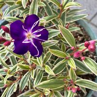 シコンノボタン,癒し,通り道,花のある暮らし,iPhone撮影の画像