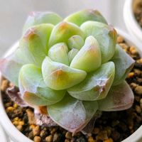 エケベリア,アイスグリーン,多肉植物,エケベリア属,多肉多肉多肉の画像