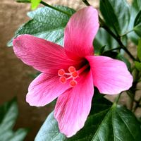 ハイビスカス,ハイビスカス,ピンクの花の画像