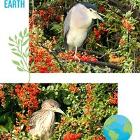 ピラカンサ,花散歩,OLYMPUS,ミラーレス一眼,OM SYSTEMの画像