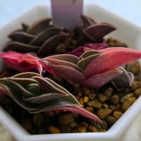 重ね扇,トランディスカンティア,多肉植物,多肉多肉多肉,多肉女子の画像