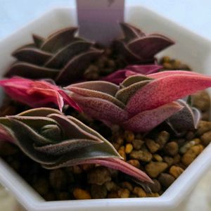 重ね扇,トランディスカンティア,多肉植物,多肉多肉多肉,多肉女子の画像