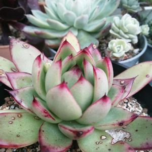 100均,ガーデニング,多肉棚,多肉植物とサボテン,DAISO産の画像