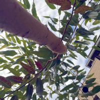 ユーカリ,ユーカリポポラス,ユーカリ アップルボックス,レモンユーカリ,ユーカリKの画像