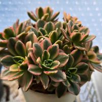 アエオニウム 属,甜茶錦,多肉植物,アエオニウム,アエオニウム属の画像