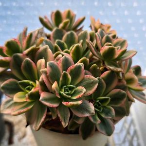 アエオニウム 属,甜茶錦,多肉植物,アエオニウム,アエオニウム属の画像