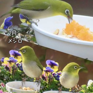 スズメ,メジロさん,野鳥(シジュウカラ),カワラヒワ♪,野鳥の画像
