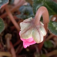 シクラメン,シャコバサボテン,東北人花の会,チーム魔女っ子,yu ＆ゆうクラブの画像