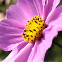 コスモス,ピンク,ピンクの花,大好きな花,シルエット❤︎の画像