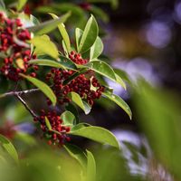 クロガネモチの画像