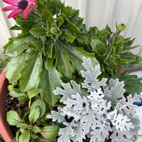 シロタエギク,ペチュニア,オステオスペルマム,オステオスペルマム,ハイビスカス ロングライフの画像