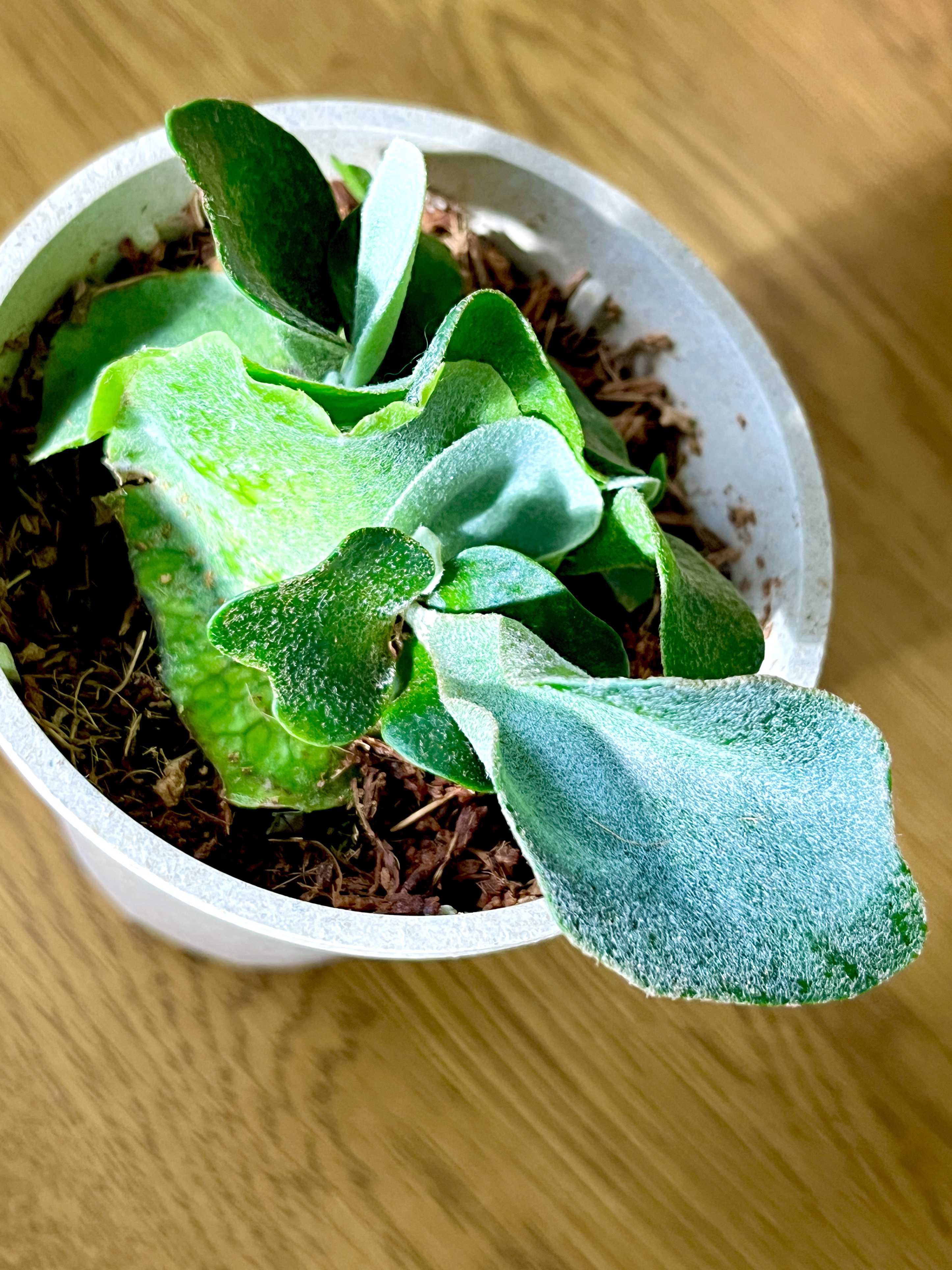 胞子葉が黒く ビカクシダの森