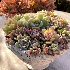 シャビアナMadre del sur,寄せ植え,多肉植物のある暮らし,多肉女子,多肉好きの画像