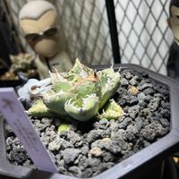 アガベ,多肉植物の画像