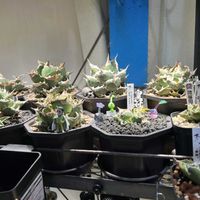 アガベ,多肉植物の画像