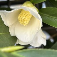 ツバキ,ツバキ 白侘助,ツバキ 白侘助,白い花,散歩道の花の画像