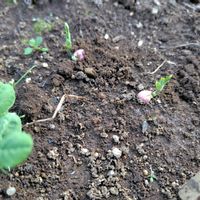 絹さや,種蒔きっ子,家庭菜園の画像