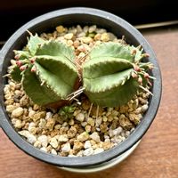 朧月,月美人,薄氷,貴青玉,多肉植物の画像