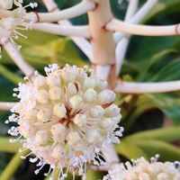 ヤツデ,天狗の団扇,八手,花言葉,感謝の画像