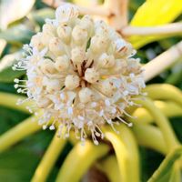 ヤツデ,天狗の団扇,八手,花言葉,感謝の画像